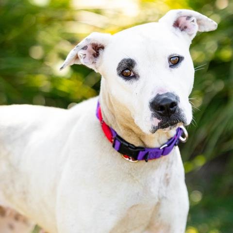 *BAMBEE - Pit Bull Terrier available for adoption