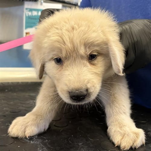 A887745 - Great Pyrenees / Saint Bernard available for adoption
