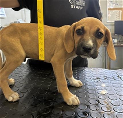 A888517 - Beagle / Pit Bull Terrier available for adoption