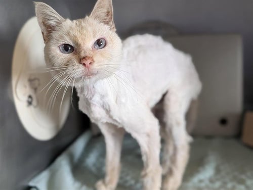 *BEA - Domestic Short Hair available for adoption