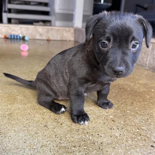 *SOFIE - Pit Bull Terrier / Chinese Shar-Pei available for adoption