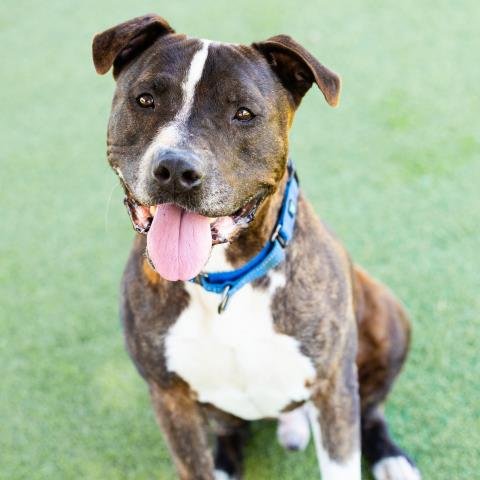 LUMA - Pit Bull Terrier available for adoption
