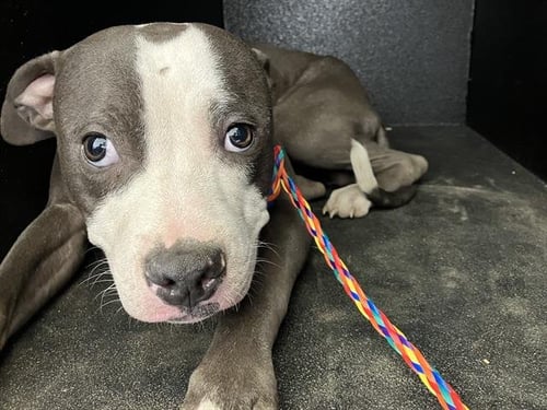 SMILEY - Pit Bull Terrier available for adoption