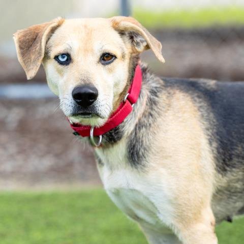 MOLLY - Beagle / German Shepherd Dog available for adoption