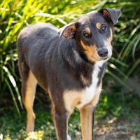 DODGER - Photo 1