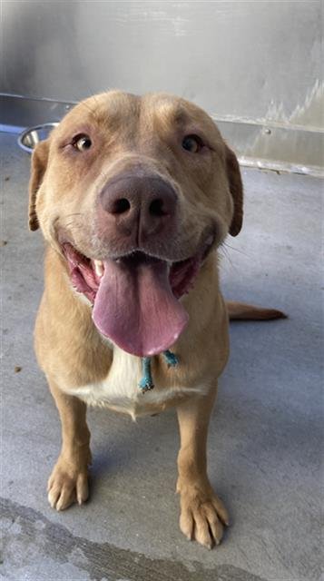 ELLA - Pit Bull Terrier available for adoption