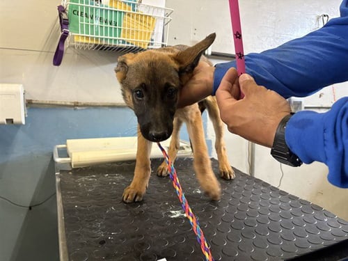 *PINK LADY - Belgian Shepherd Malinois available for adoption