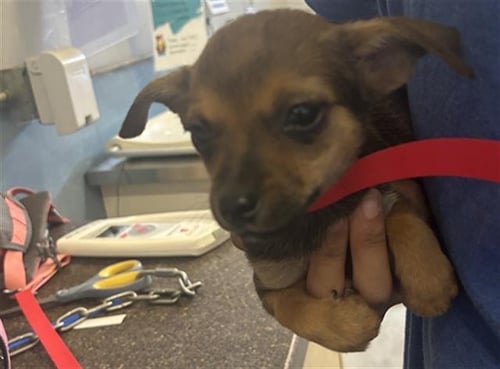 A888324 - Chihuahua available for adoption
