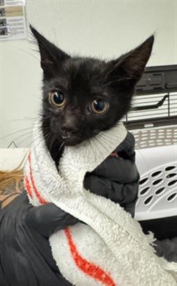 *MASSAMAN - Domestic Short Hair available for adoption