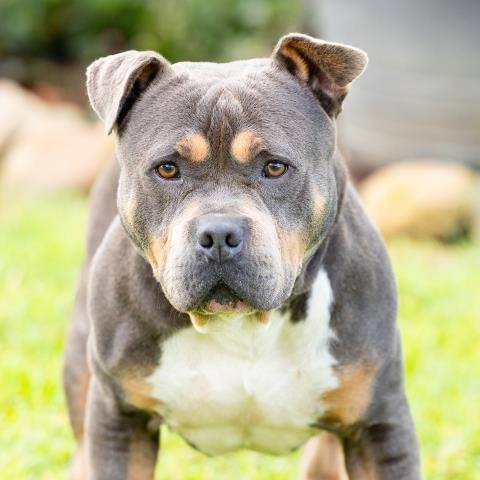 A889191 - Pit Bull Terrier available for adoption