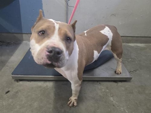 A887670 - Pit Bull Terrier available for adoption