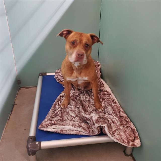 HONEY - Pit Bull Terrier available for adoption