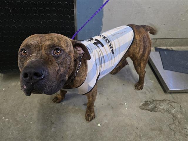 *MARADONA - Pit Bull Terrier available for adoption