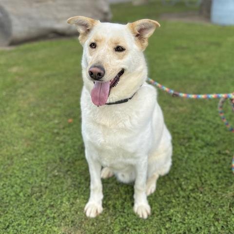 ALIF - German Shepherd Dog available for adoption