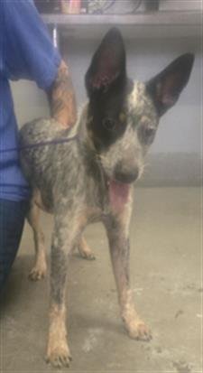 A888958 - Australian Cattle Dog/Blue Heeler available for adoption