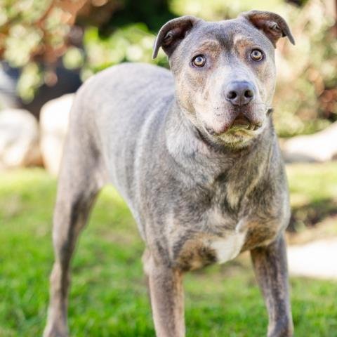 BABY GUNNERPAWS Image