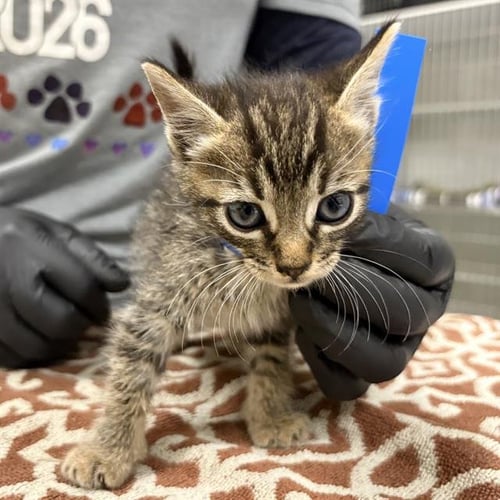 A886664 - Domestic Short Hair available for adoption
