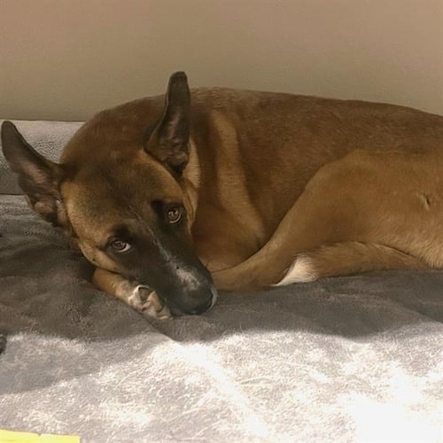 *HELGA - German Shepherd Dog available for adoption