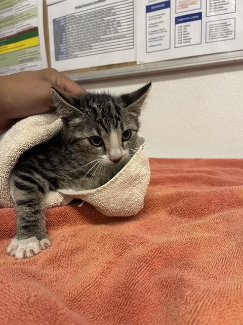 A888405 - Domestic Medium Hair available for adoption
