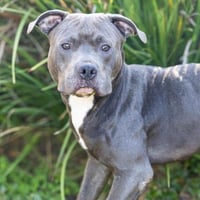 SAMMY - Photo 1