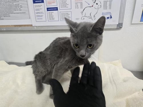 A888650 - Domestic Short Hair available for adoption