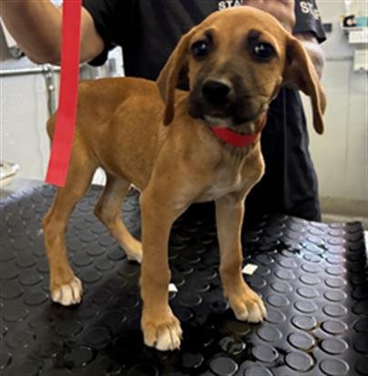 A888518 - Beagle / Pit Bull Terrier available for adoption