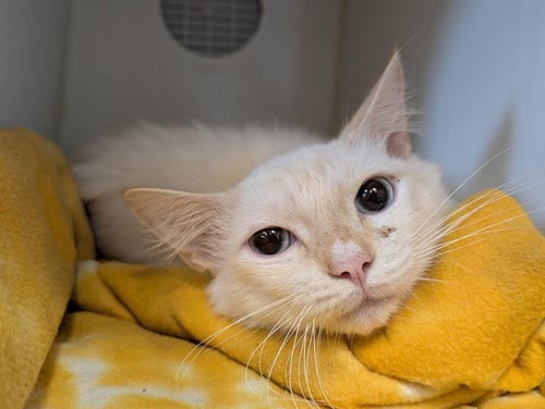 *CHOWDER - Domestic Short Hair available for adoption