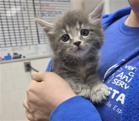 A889319 - Domestic Long Hair available for adoption