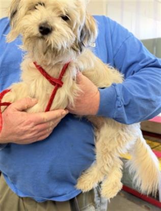 A889233 - Maltese / Poodle (Miniature) available for adoption