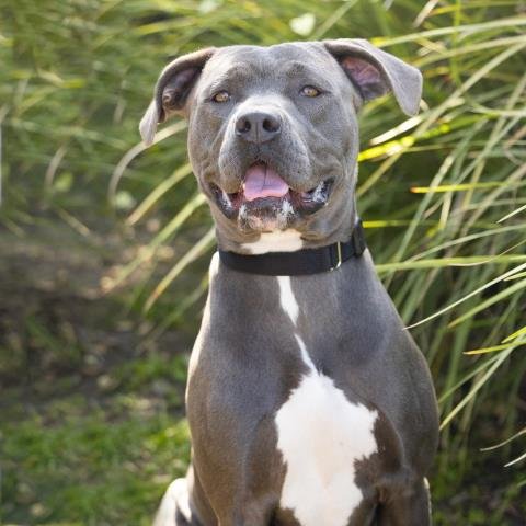 *ASTRA - Pit Bull Terrier available for adoption