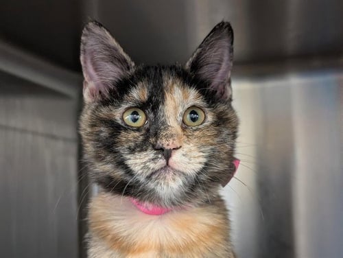 A888501 - Domestic Short Hair available for adoption