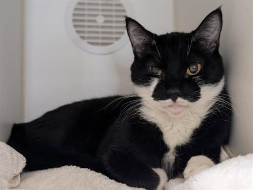 SABLE - Domestic Short Hair available for adoption