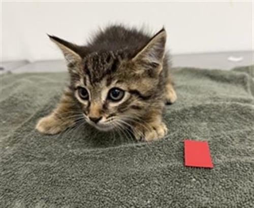 A889237 - Domestic Short Hair available for adoption