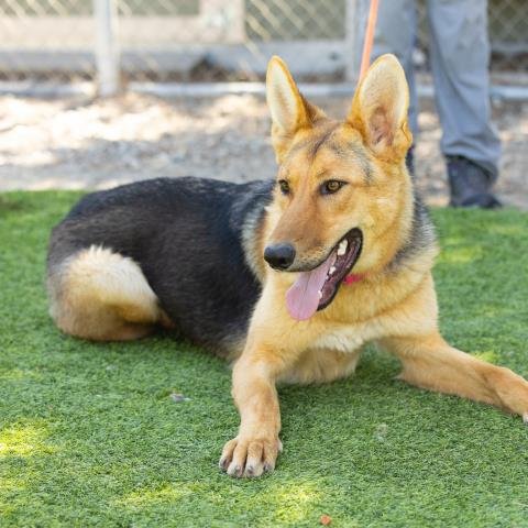 SKYE - German Shepherd Dog available for adoption