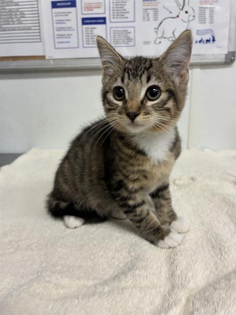 A888742 - Domestic Short Hair available for adoption