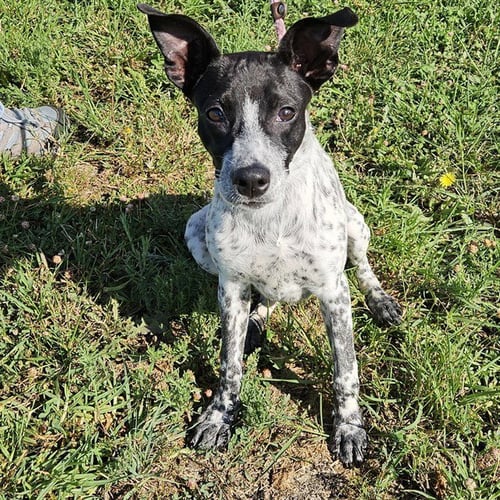 *LEO - Border Collie available for adoption