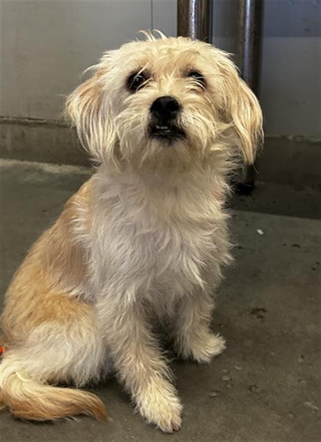 *MACY - Cairn Terrier available for adoption