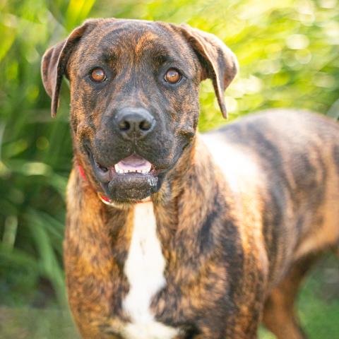 *ARLO - American Pit Bull Terrier available for adoption