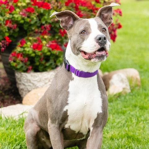 *MERCURY - American Staffordshire Terrier available for adoption