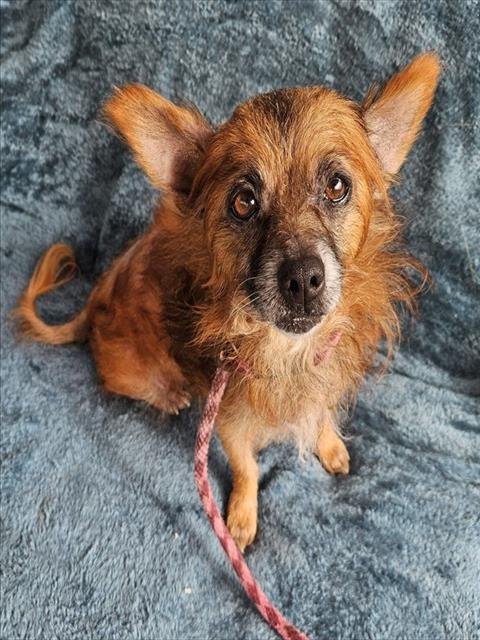*TEDDY - Pomeranian available for adoption