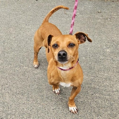 BOBBY - Chihuahua available for adoption