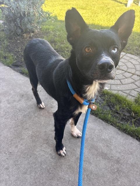 *POE - Australian Kelpie available for adoption