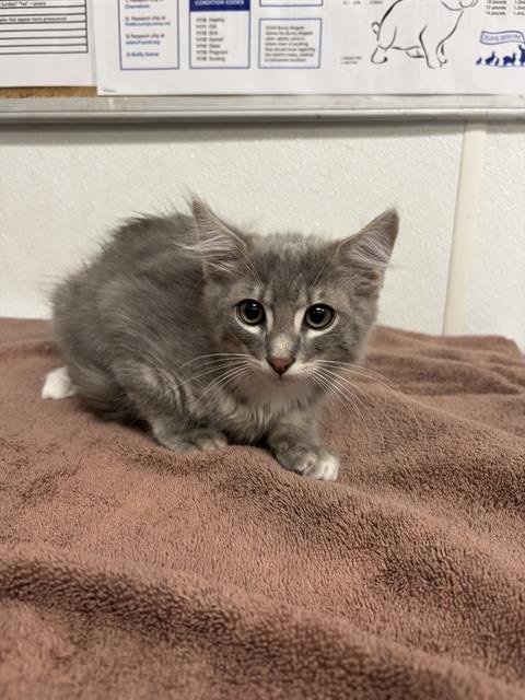 A887568 - Domestic Medium Hair available for adoption
