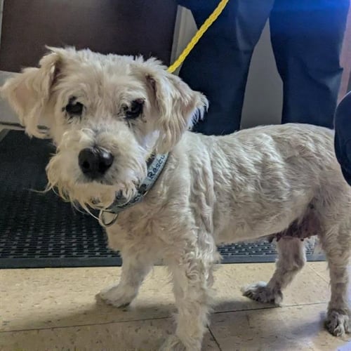 *SOPHIA - Poodle (Miniature) available for adoption