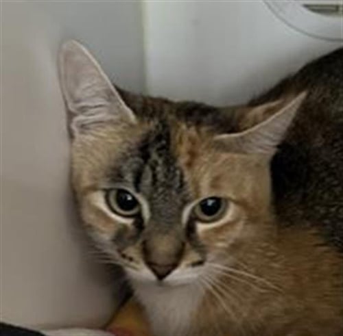 A887269 - Domestic Short Hair available for adoption
