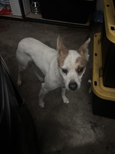 SIMBA - Australian Cattle Dog/Blue Heeler available for adoption