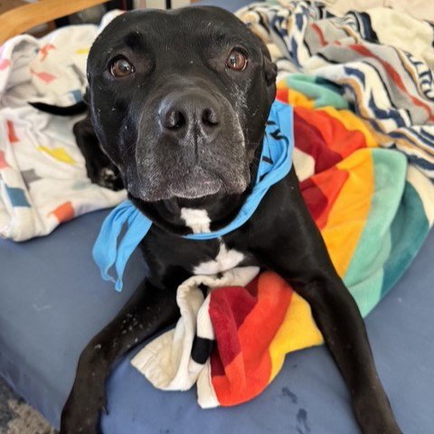 *WREN - Pit Bull Terrier available for adoption