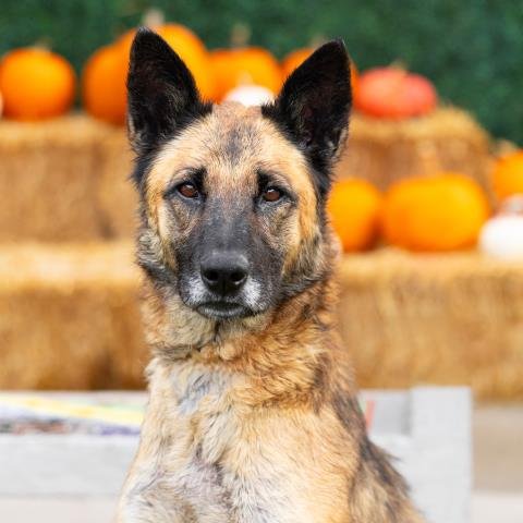 *CORA - German Shepherd Dog available for adoption