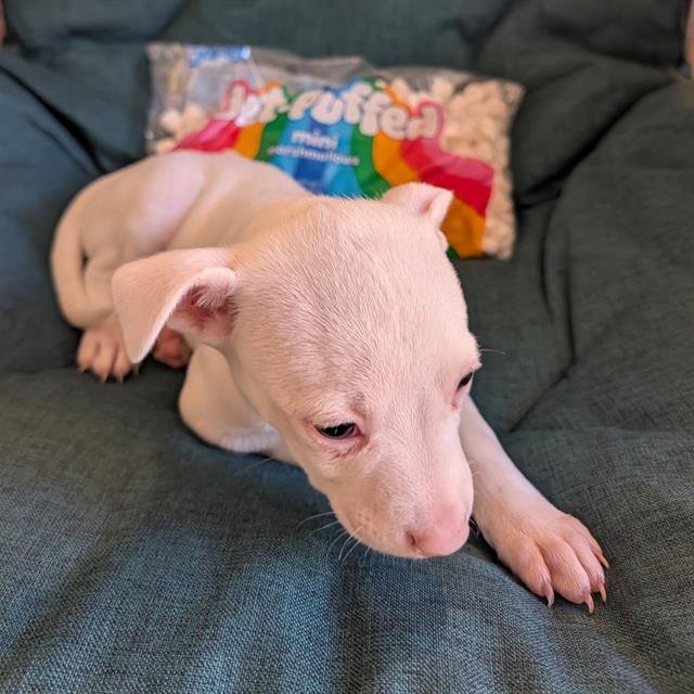 *MARSHMALLOW Image