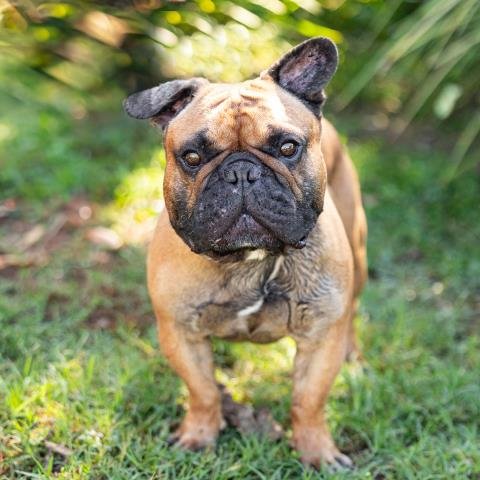 BULLY BOY Image